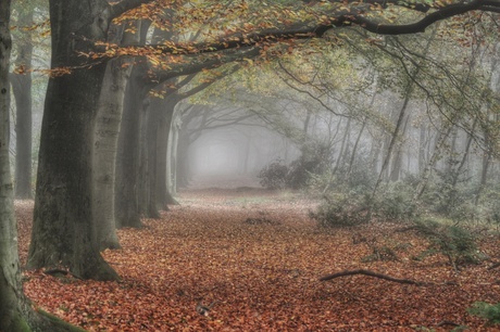 When fall meets fog...