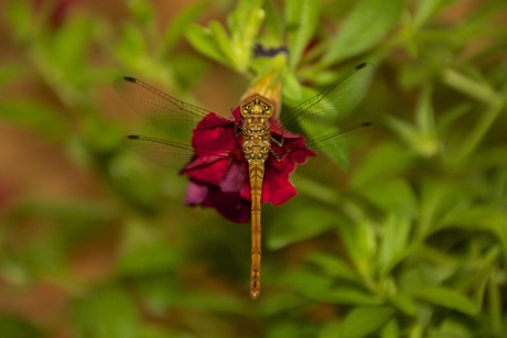 Libelle op een bloem