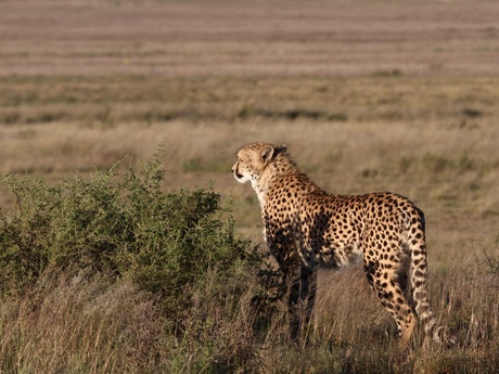 Cheetah (jachtluipaard) op jacht