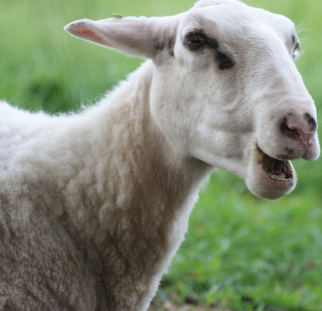 Bij de schaapskooi