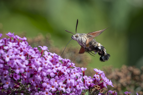 Kolibrie vlinder druk met de bloemen