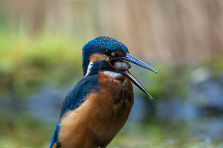 ijsvogel  braakt braakbal