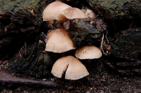 paddestoelen in de tuin