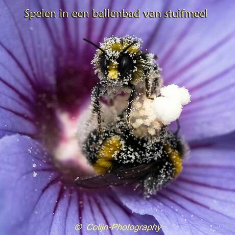 Spelen in een bloem