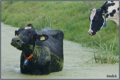 Lekker water?