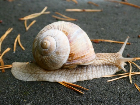 De gewone wijngaardslak