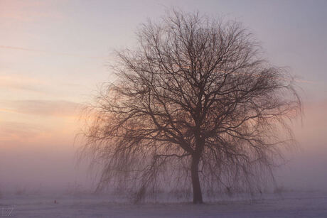 Winter sunset