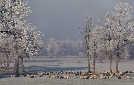 Winters landschap