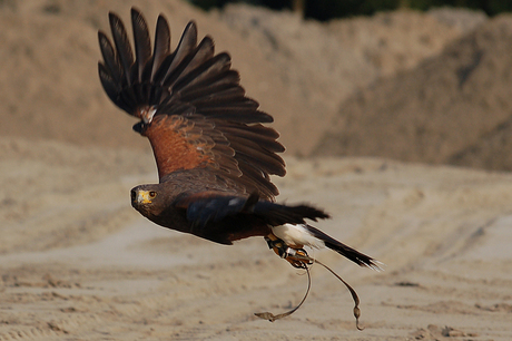 Buizerd