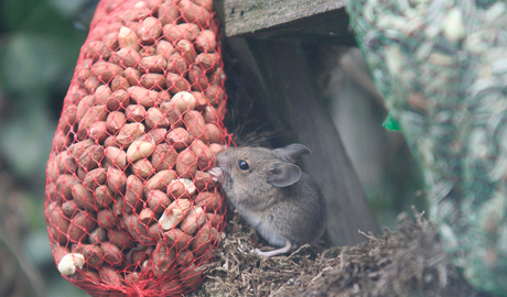 Muis in de tuin