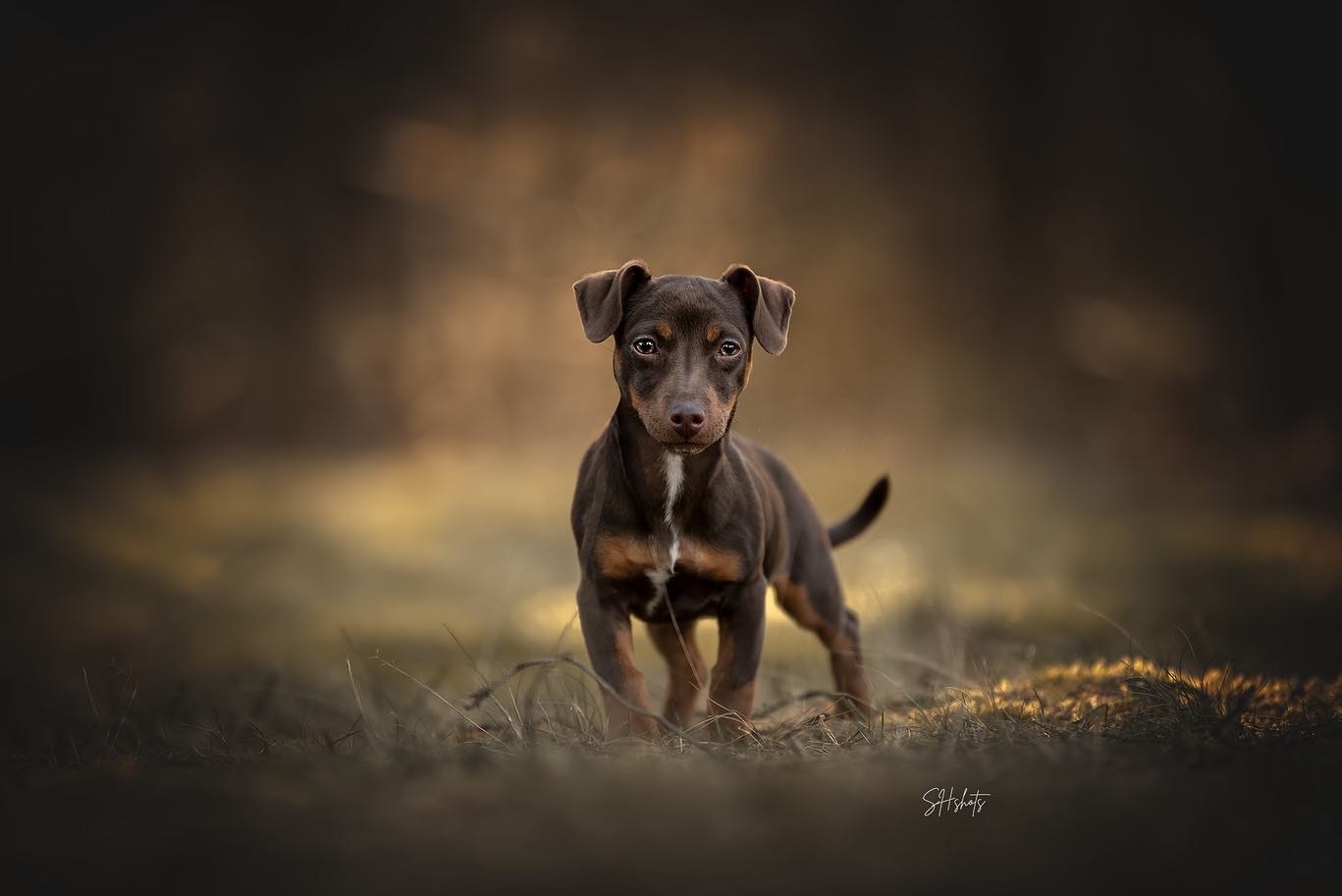 Little Puck - foto van shshots - Dieren - Zoom.nl