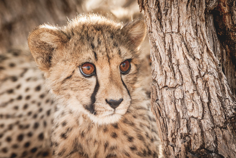 Jonge cheetah in Namibië
