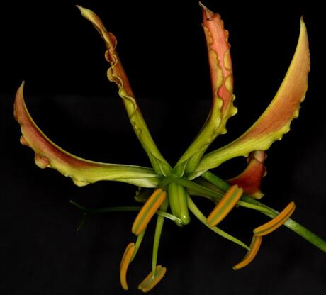 gloriosa 3