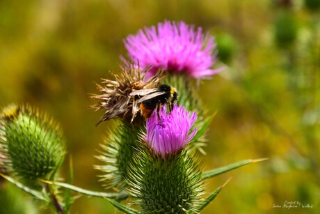Mariadistel met een Bij