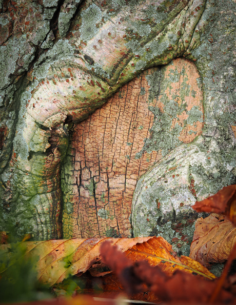 Kunstwerkje in de natuur