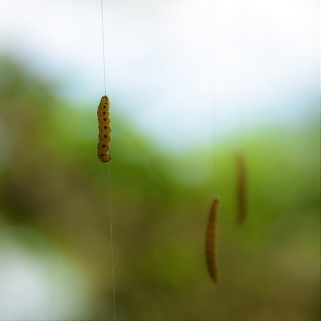 Aan een zijden draadje hangen