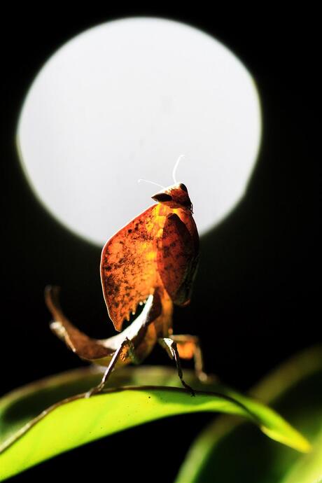 Full moon mantis