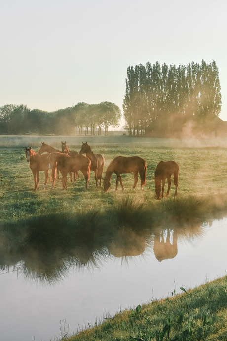 ochtendzon