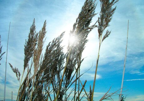 Zon in rietpluim