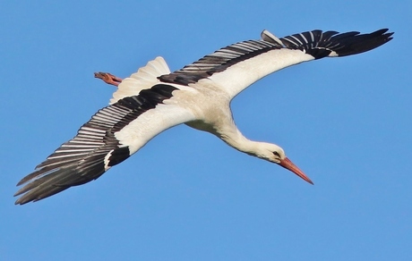 Ooievaar in de vlucht