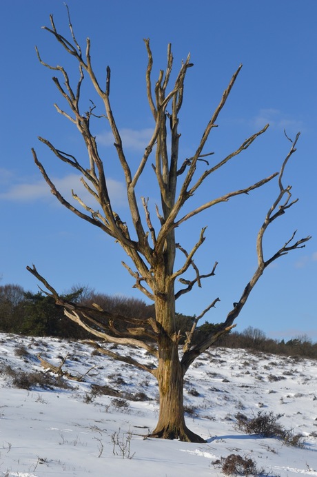 The lonely tree