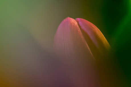 Tulp