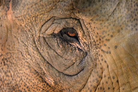Olifant oog 