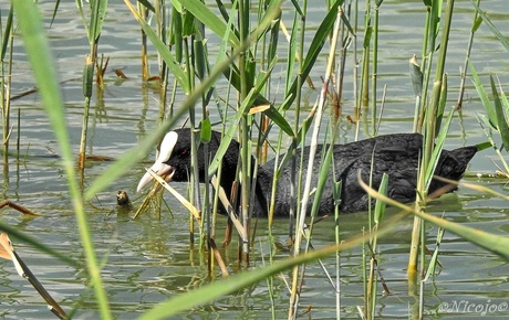 Meerkoet of Waterhoen?