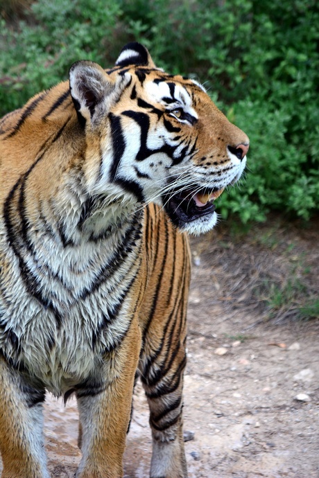 Bengaalse tijger, Terra Natura, Benidorm, Spanje