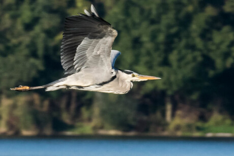 Reiger