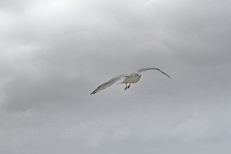 In de vlucht