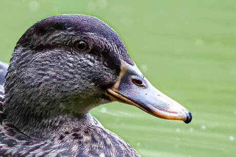  Portret wilde eend