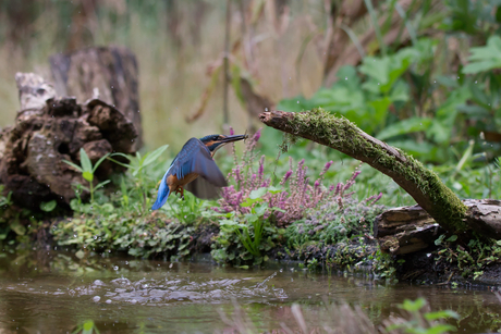 vissende ijsvogel