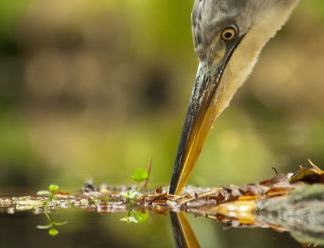 blue heron