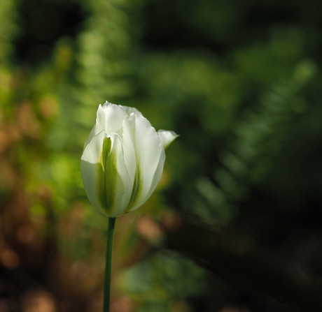 Tulp...