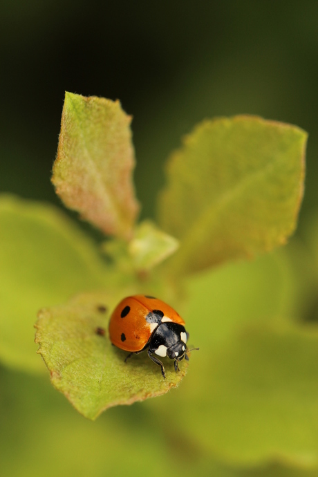 Lieveheersbeestje op blad