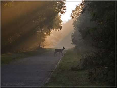 Silhouet in opkomende zon