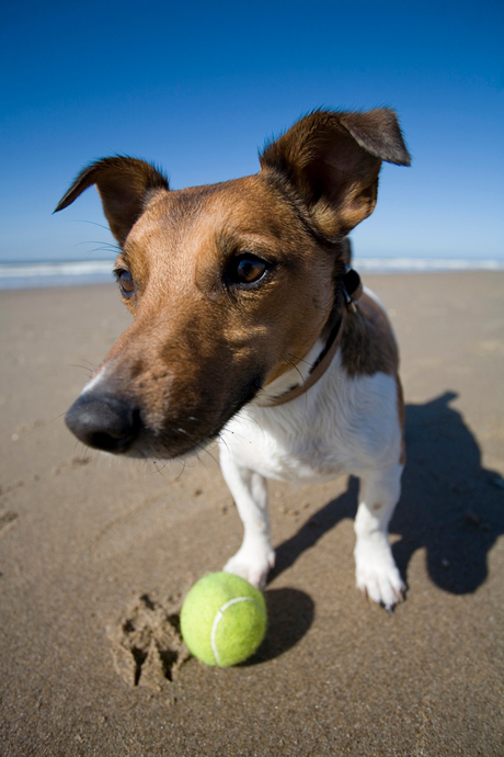 Juup op het strand