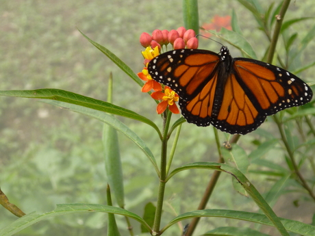 Vlinder, Guatemala