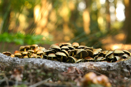 Paddenstoelen wirwar