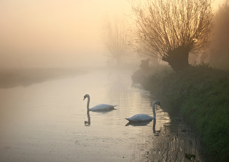 Zwanenpaar in de mist