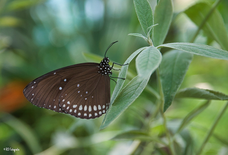 In de vlindertuin