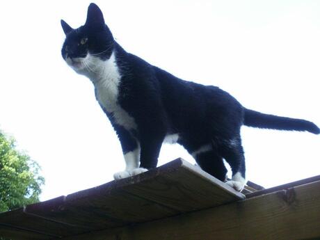 Silly, een Duitse staander??