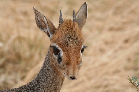 Dikdikje