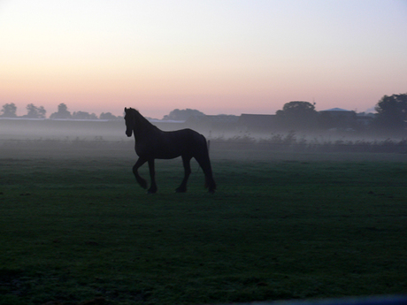 Paard in de mist