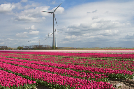 Typisch Flevoland