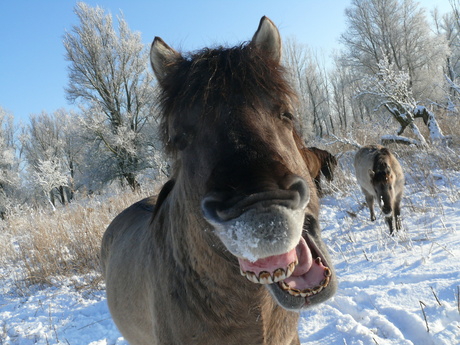 lachend paard