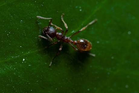 ant2