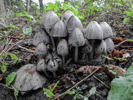 paddenstoelen in het donckse bos