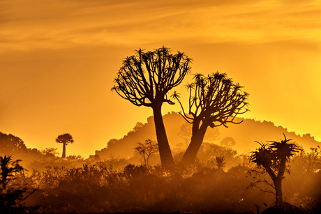 Quivertree forest at sunrise